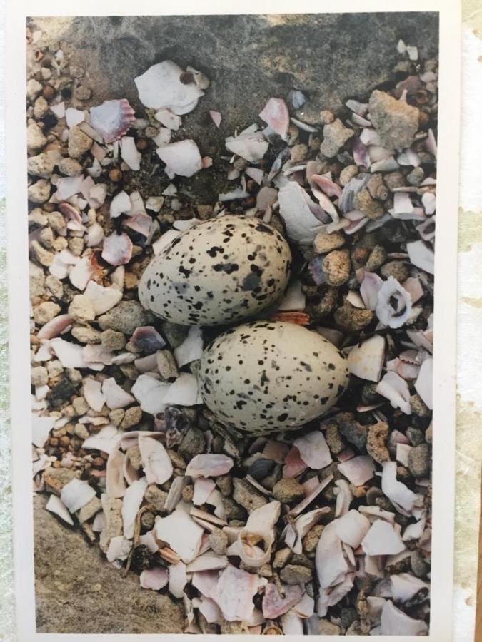 The Speckled Egg, 4 Promenade Rd, Lakeside, ケープタウン エクステリア 写真